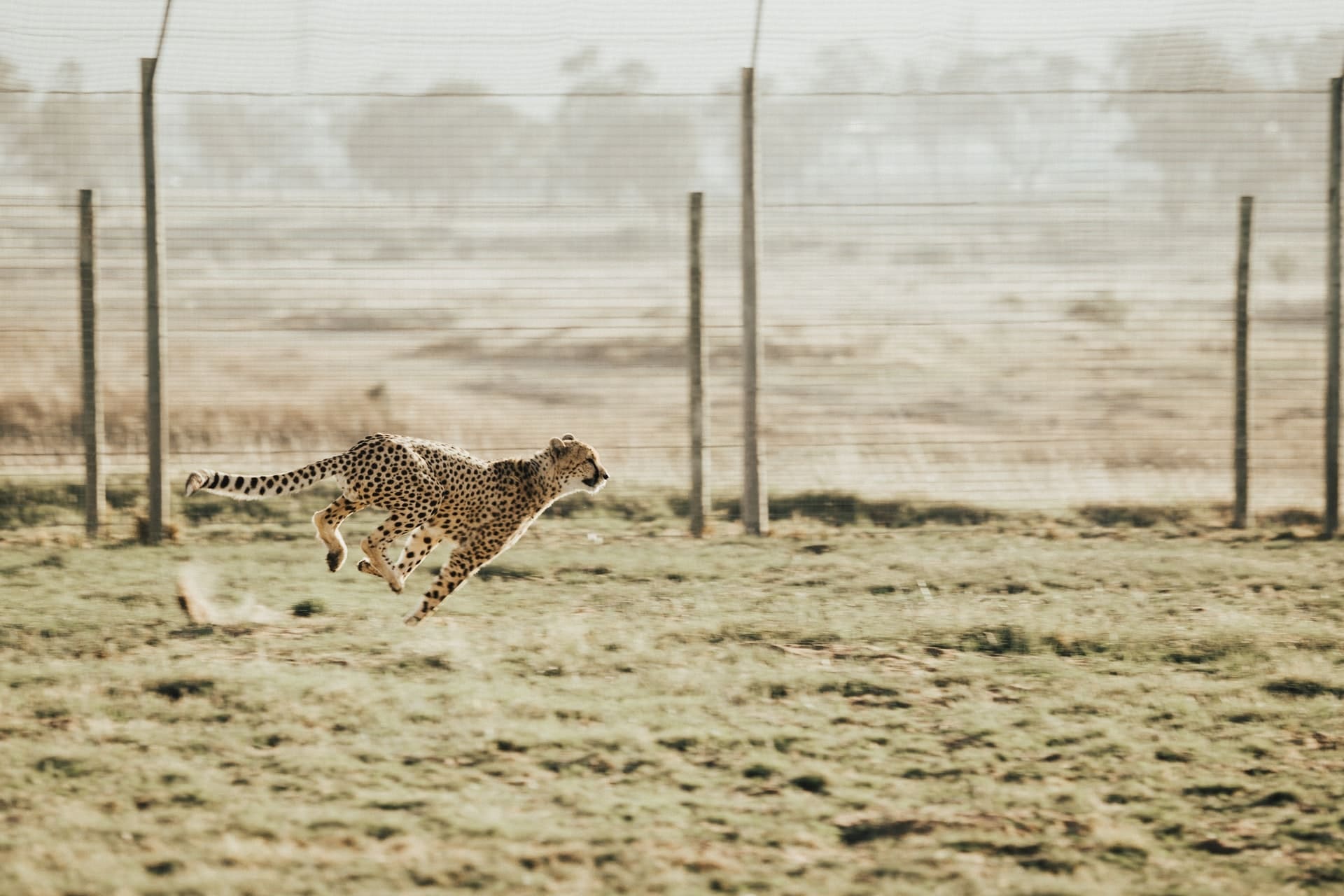Website speed illustrated by a running cheetah